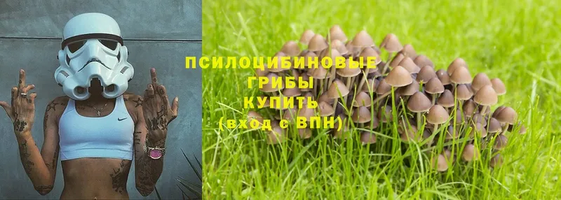 Галлюциногенные грибы MAGIC MUSHROOMS  купить   Агрыз 